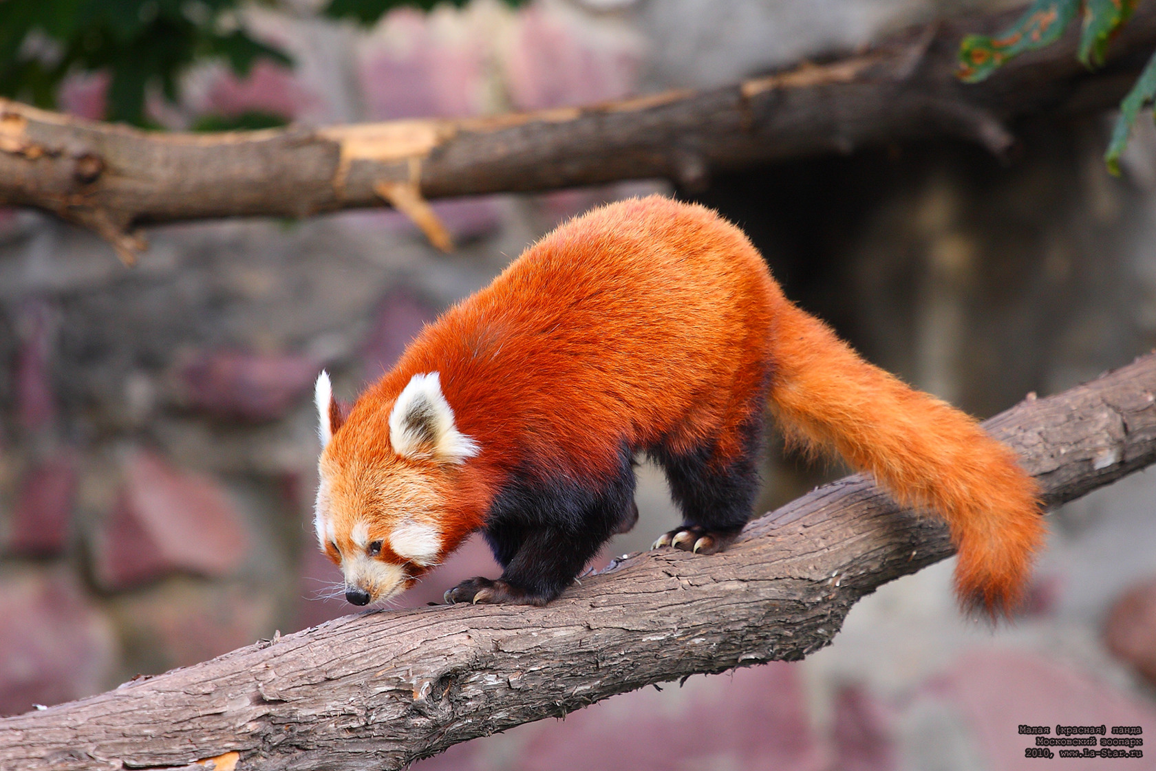 Красная Панда в Московском зоопарке