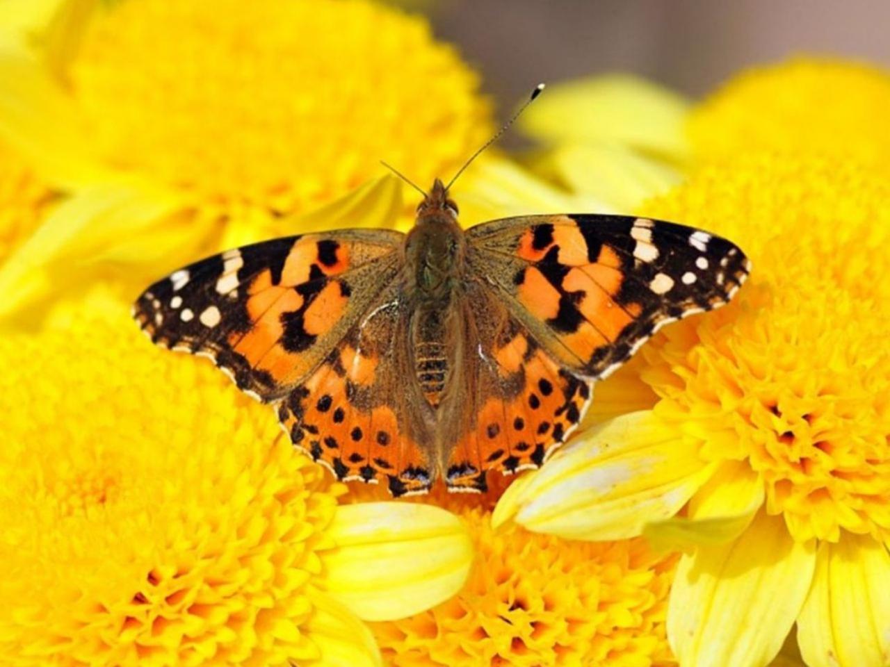 Красивые желтые бабочки