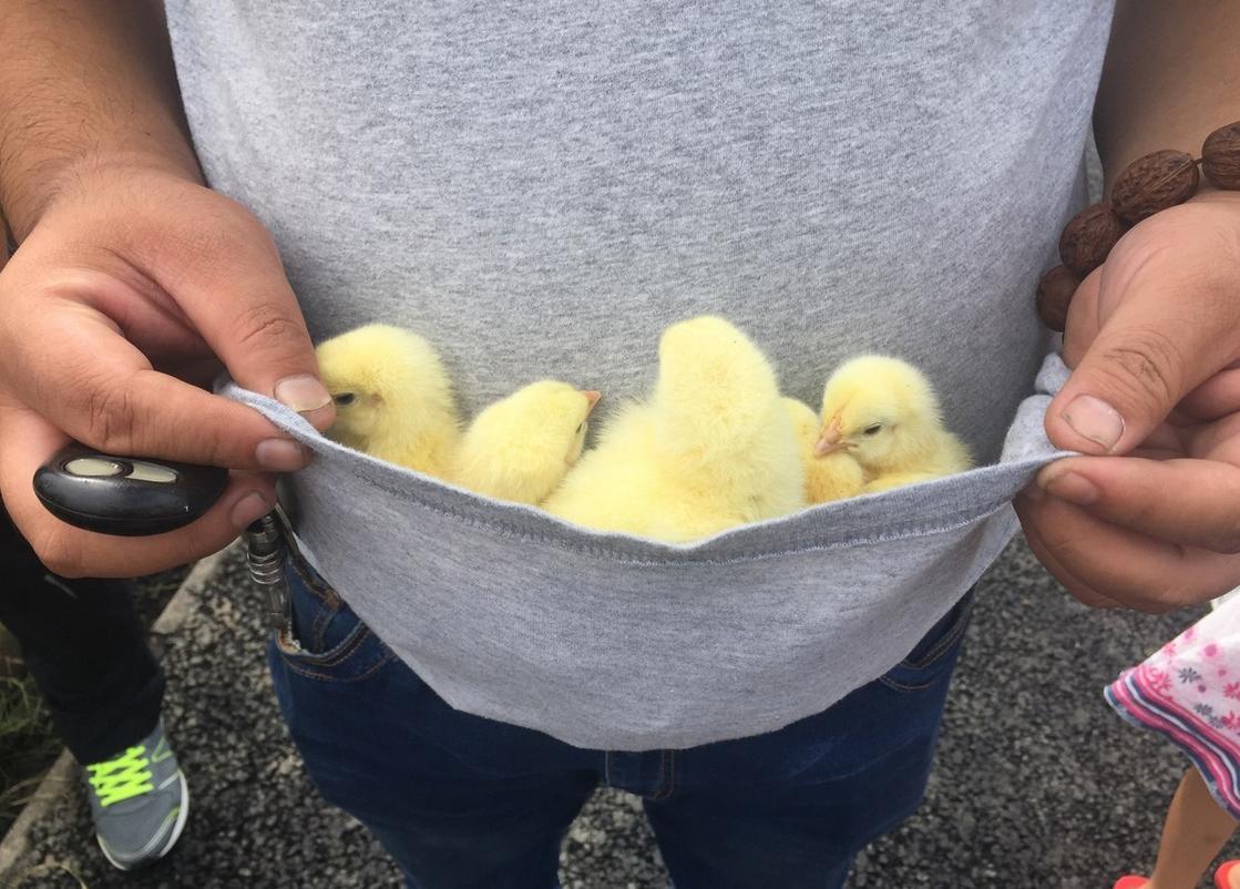 Цыпленок в руках