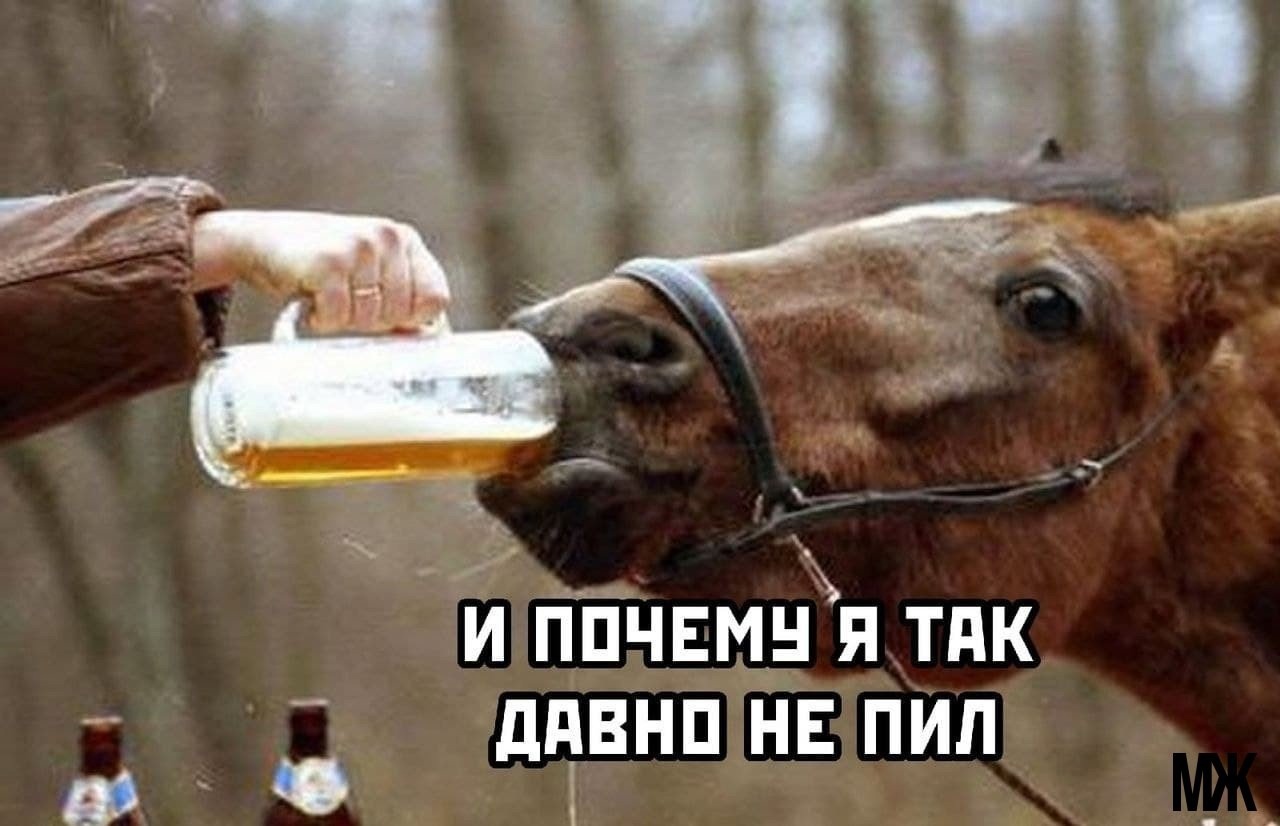 Лошадь пьет чай. Лошадь бухает.