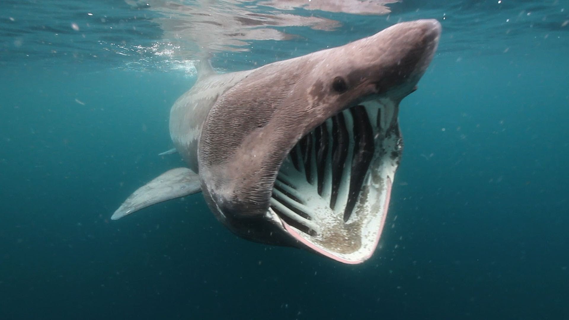 В белом море водятся акулы. Гигантская акула Cetorhinus Maximus. Пелагическая большеротая акула. Баскинг Шарк акула. Челюсти гигантская акула (Cetorhinus Maximus).