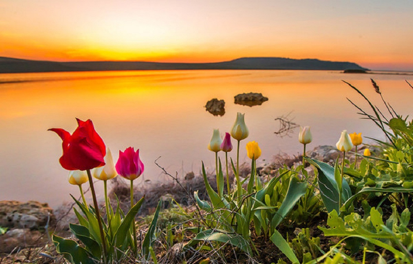 Кояшское озеро в Крыму тюльпаны