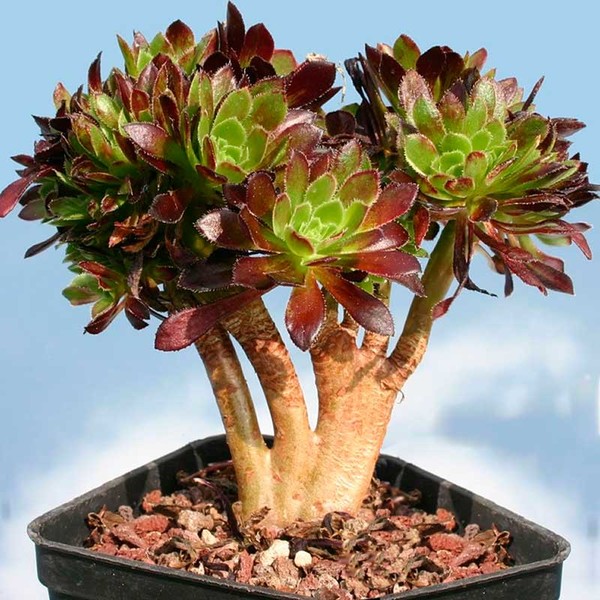 Комнатное растение Эониум (Aeonium)