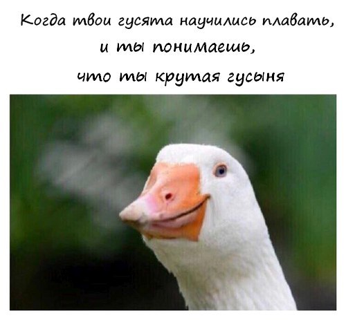 "Когда твои гусята научились плавать и ты понимаешь, что ты крутая гусыня"

#инструктор #воднаяшкола #нтп #стп #втп #сип