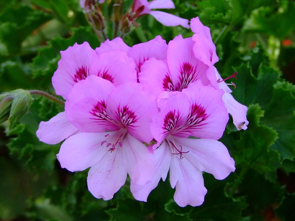 Пеларгония крупноцветковая
Pelargonium grandiflorum
Семейство: Гераниевые (Geraniaceae)
Происхождение:  Южная Африка

Привезена в Европу в конце XVI в. из Южной Африки. Культивируется в Европе, Африке и Китае

Эту пеларгонию называют еще английской. Однако происхождение этого названия остается неясным. В Англии она известна как королевская или выставочная, в США ее называют "Леди Вашингтон".
В медицине гераниевое масло используют как более дешевый заменитель розового. Как и розовое масло, его применяют при воспалительных, гнойных процессах в кишечнике и легких...

