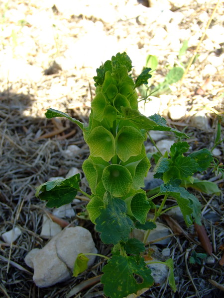 Молюцелла гладкая
Moluccella laevis 
Семейство: Яснотковые / Губоцветные (Lamiaceae / Labiatae)
Происхождение: Восточное Средиземноморье 

