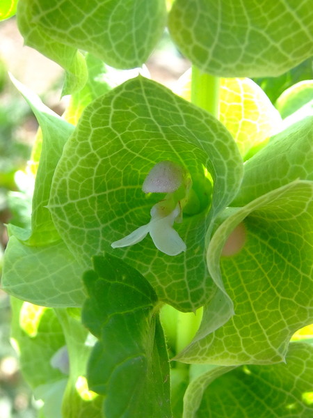 Молюцелла гладкая
Moluccella laevis 
Семейство: Яснотковые / Губоцветные (Lamiaceae / Labiatae)
Происхождение: Восточное Средиземноморье 

