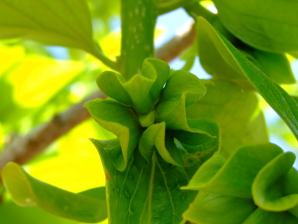 Хурма восточная, Персимон, Хурма
Diospyros kaki
Семейство: Эбеновые (Ebenaceae)
Происхождение: Азия (Китай)

Родовое название культуры "диоспирос" переводится с латыни как "пища богов 

Из  Китая персимон распространился в Восточной Азии, затем начал выращиваться в Японии. И только в конце XIX века о хурме узнал весь мир

 Пищевых волокон в хурме в два раза больше, чем в яблоках, а, кроме того, она содержит больше натрия, калия, магния, кальция, марганца и железа. Хурма – замечательное природное средство для подержания здоровья сердечно-сосудистой системы. Для профилактики атеросклероза достаточно ежедневно съедать 100 грамм плодов.
Удивительное дерево известно не только ягодами (хурма – это ягода), но и своей древесиной! Именно его во всем мире называют  «Черным деревом»
