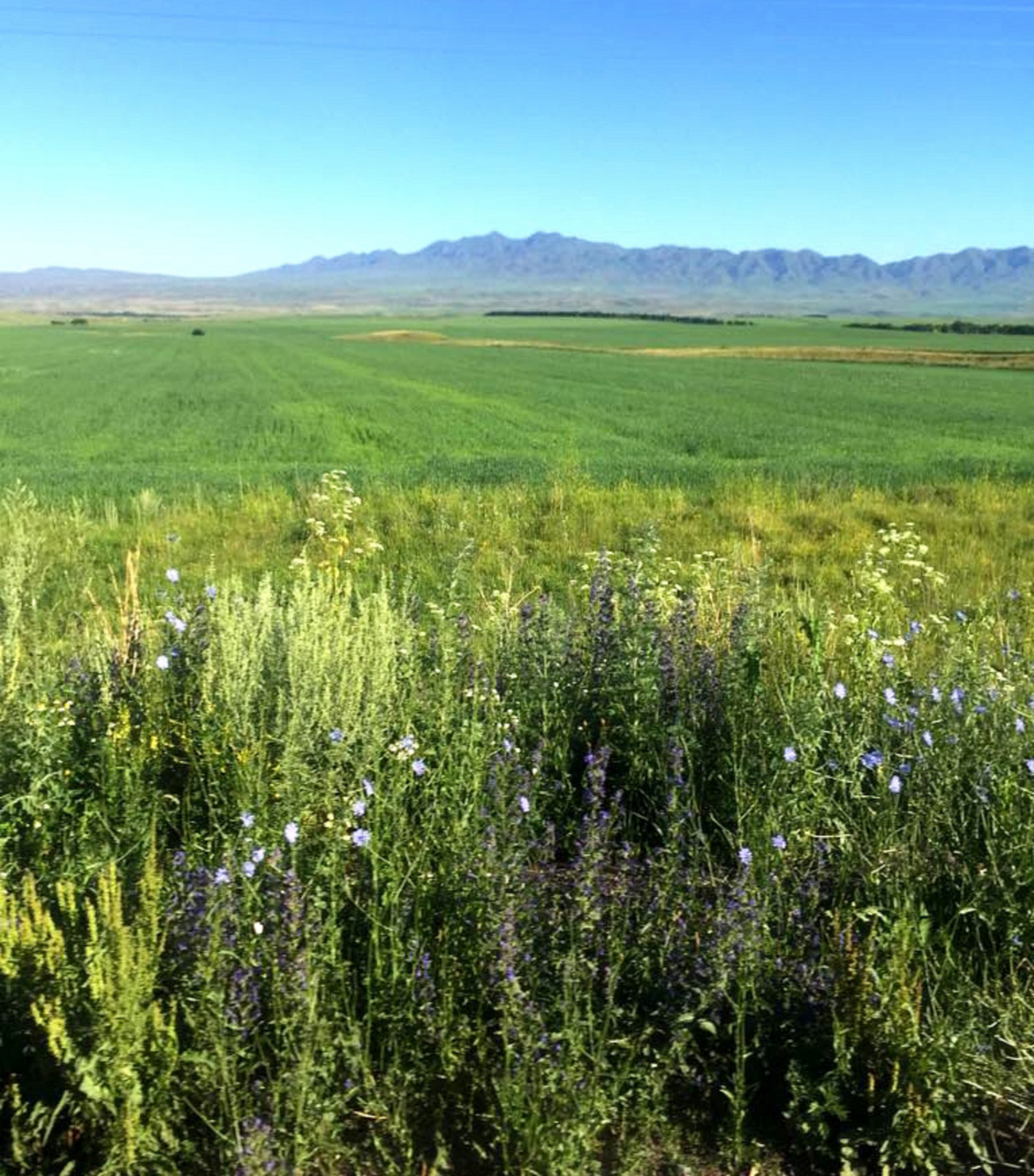 Кугалы казахстан село