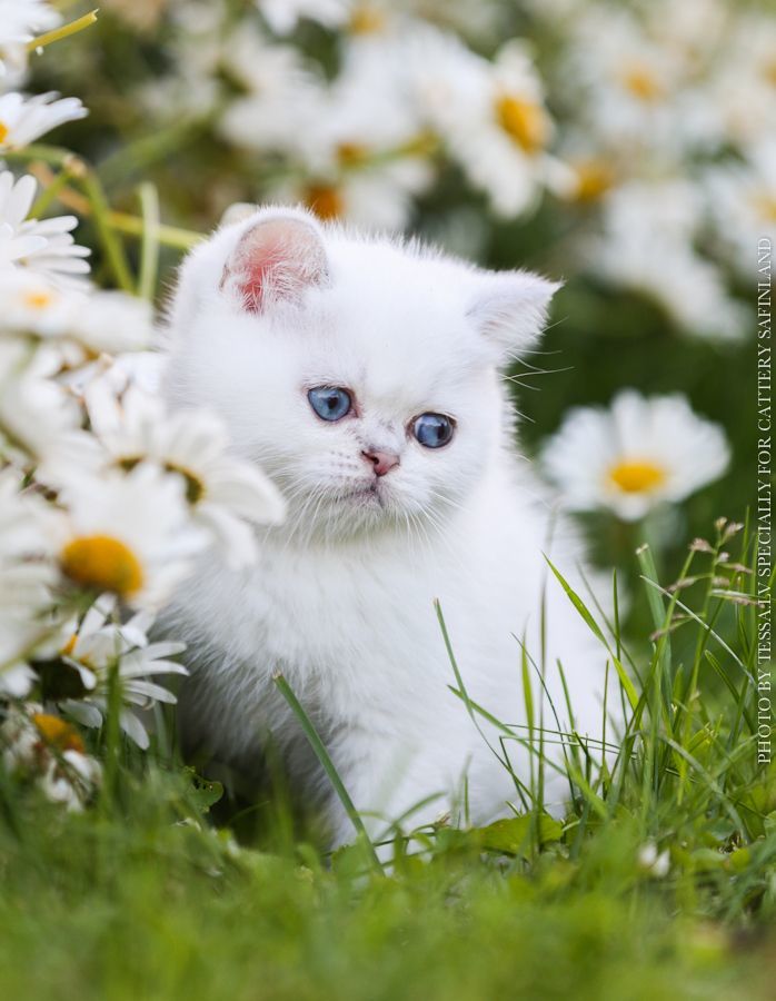 Ромашковая кошка. Красивые котята. Котенок в ромашках. Красивые котики. Котёнок с цветком.